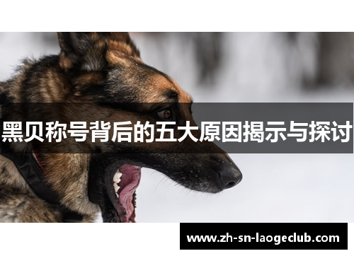 黑贝称号背后的五大原因揭示与探讨